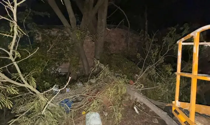 Vento derruba árvore sobre casa em Uruguaiana; prefeitura prepara plano contra temporal