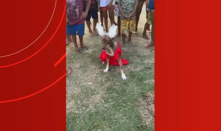 Vestidos, tiaras e óculos: concurso elege cachorro mais arrumado em festa no interior do Amazonas; VÍDEOS