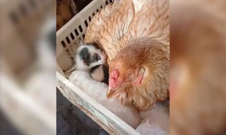 Veterinário se surpreende com 'adoção' de filhotes de gato por galinha em sítio em SP: 'Primeira vez'