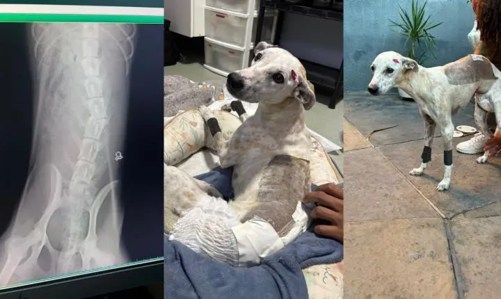 VÍDEO: Cadela abandonada sem andar com lesão na coluna dá primeiros passos após cirurgia no PI