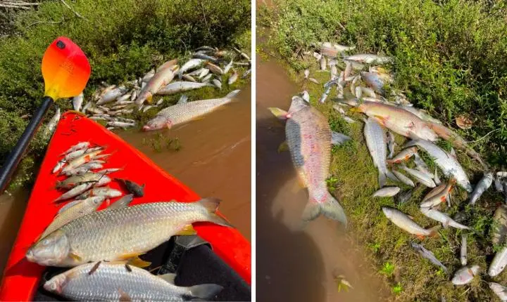 VÍDEO: dezenas de peixes aparecem mortos em rio de Lindóia; Cetesb faz vistoria